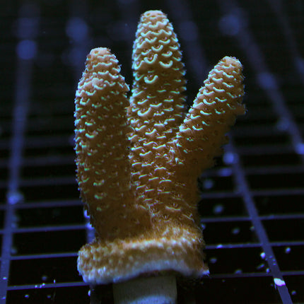 Acropora - Millepora - Assorted B Grade