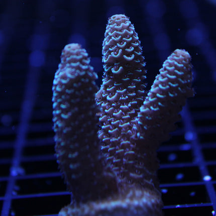 Acropora - Millepora - Assorted B Grade