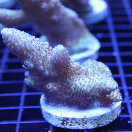 Acropora - Millepora - Assorted B Grade