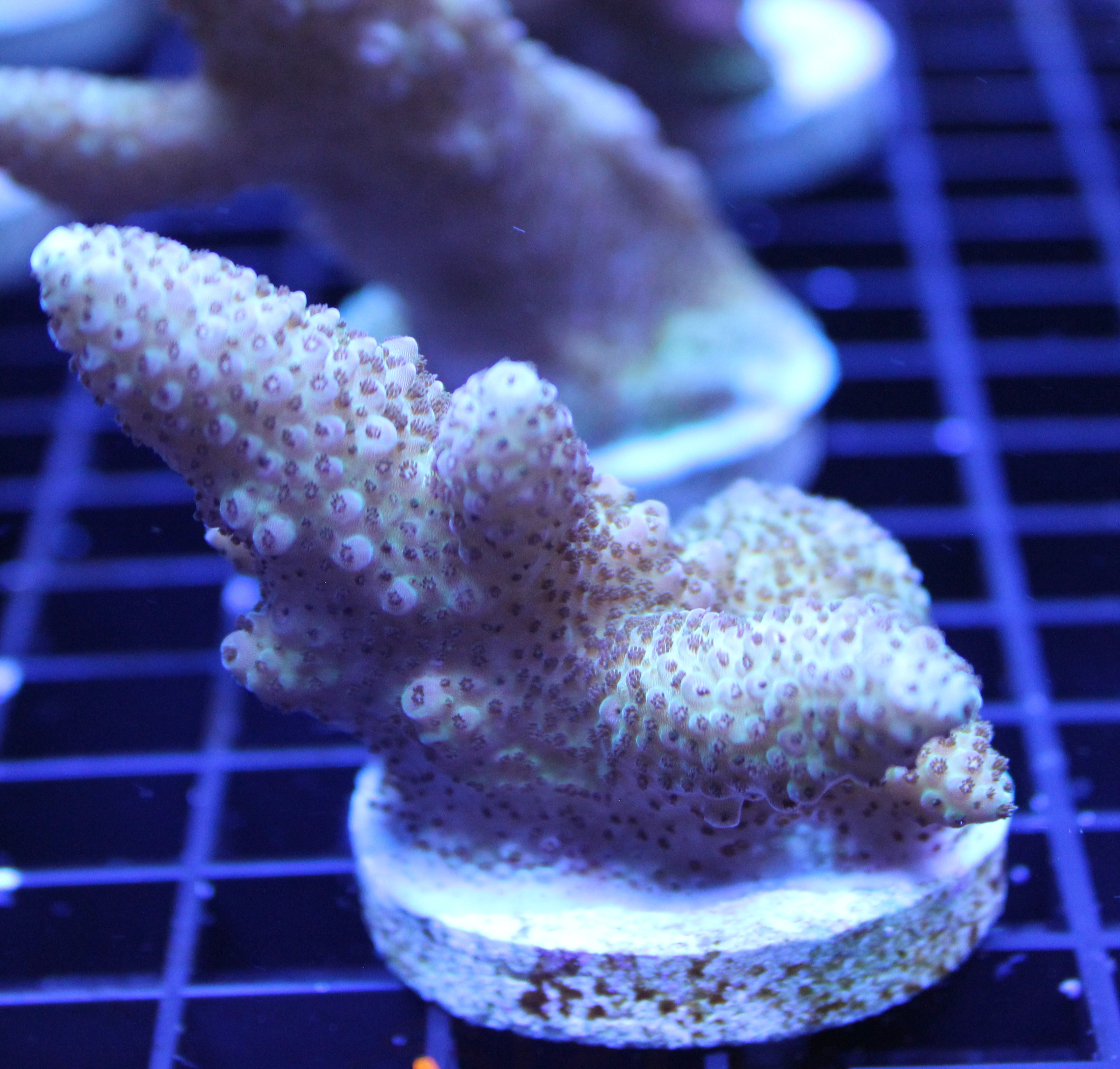 Acropora - Millepora - Assorted B Grade