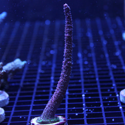 Acropora - Millepora - Assorted A Grade