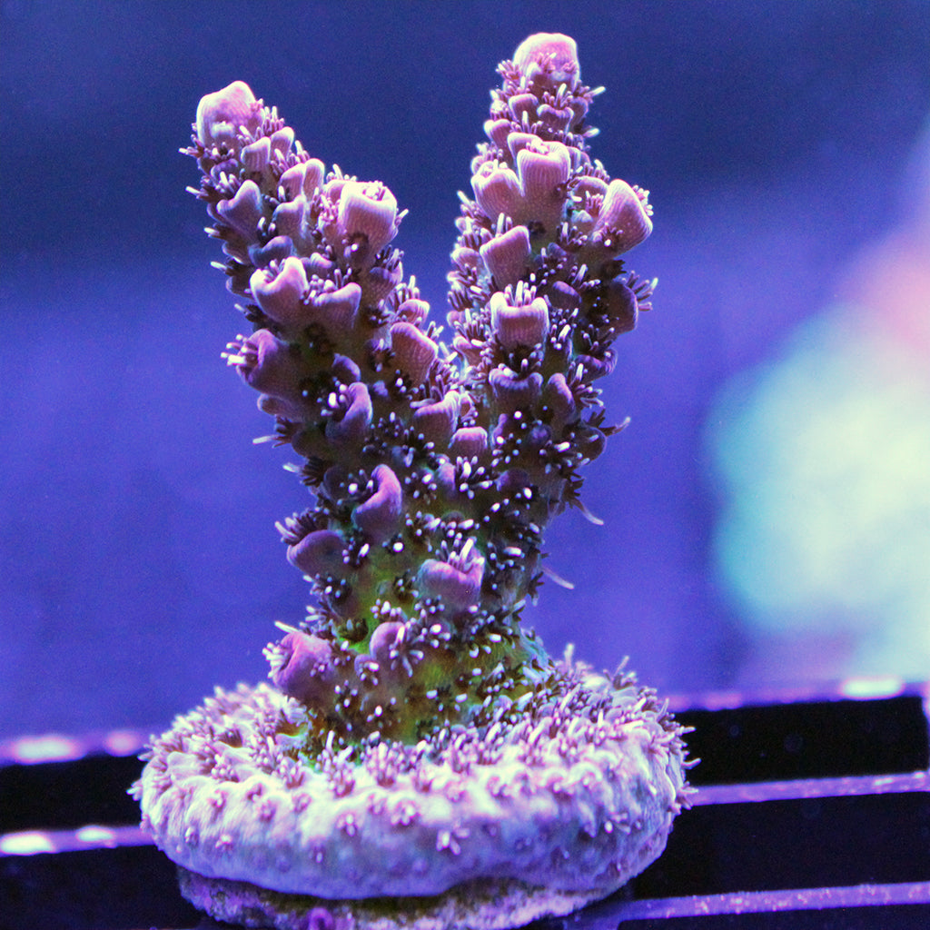 Acropora - Millepora - Assorted A Grade