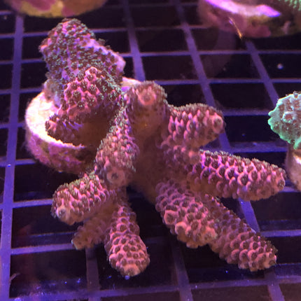 Acropora - Millepora - Assorted A Grade