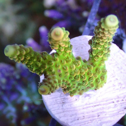 Acropora - Millepora - Sunset