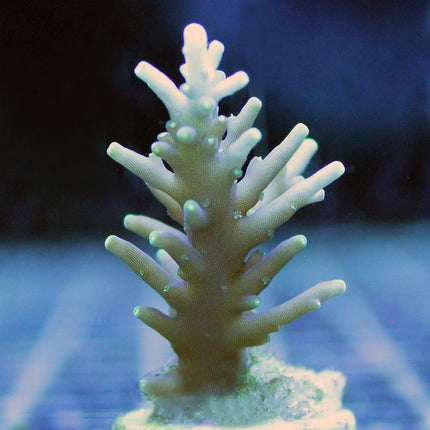 Acropora - Pacman