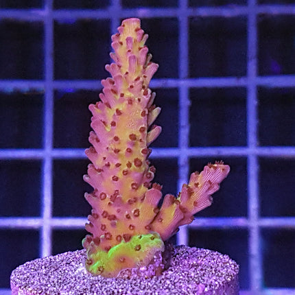 Acropora - PC Rainbow