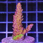 Acropora - PC Rainbow