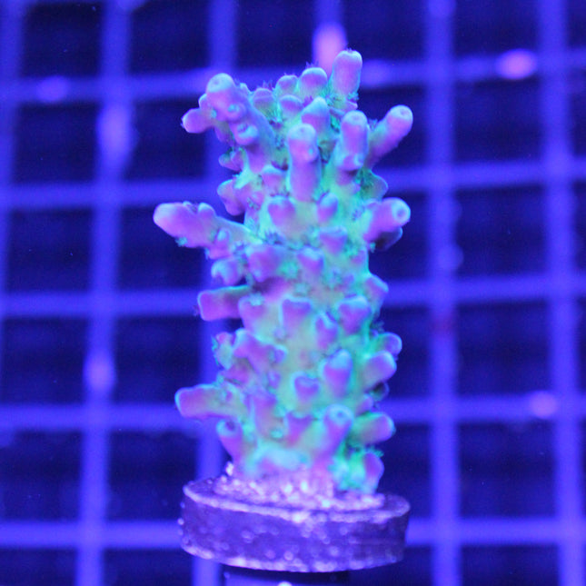 Acropora - PC Rainbow