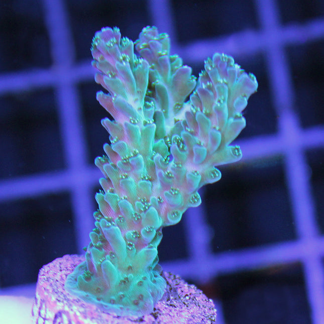 Acropora - Pearl Berry