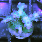 Acropora - Pearl Berry