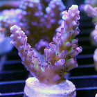 Acropora - Pink Cadillac