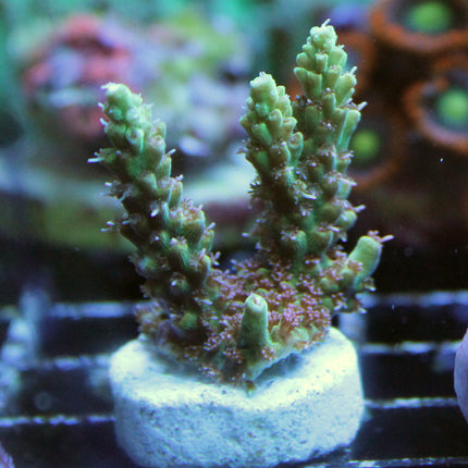 Acropora - Pink Lemonade