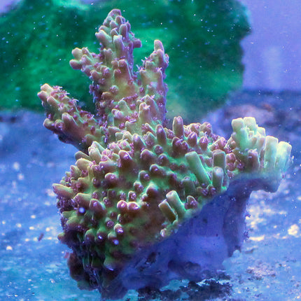 Acropora - Pink Lemonade