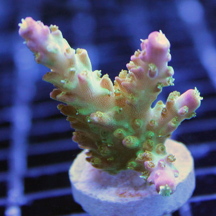 Acropora - Rainbow Loom