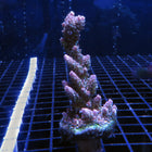 Acropora - Red Planet