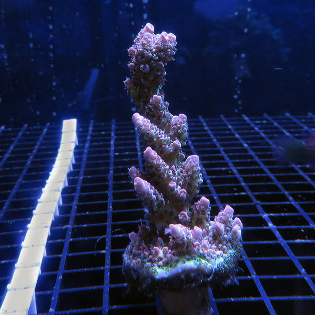 Acropora - Red Planet