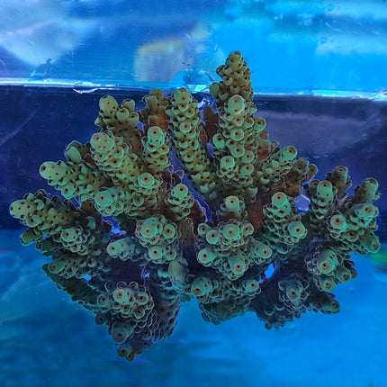 Acropora - Seafoam