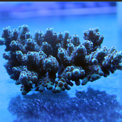 Acropora - Seafoam