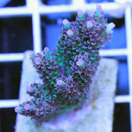 Acropora - Shades of Fall