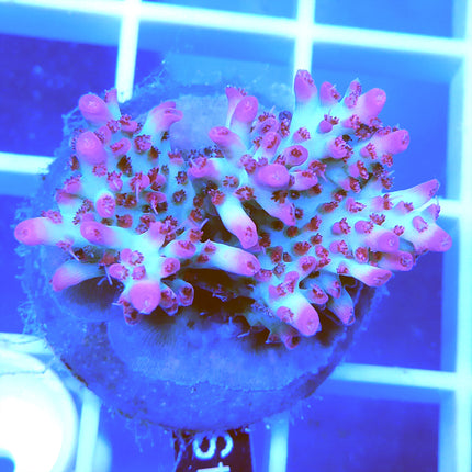 Acropora - Strawberry Shortcake