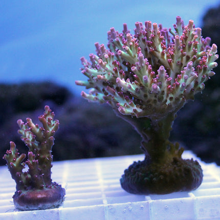 Acropora - Strawberry Shortcake