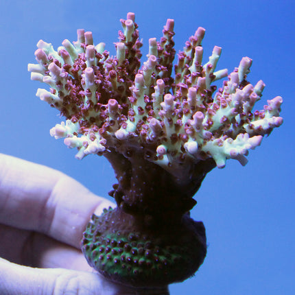 Acropora - Strawberry Shortcake