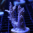 Acropora - Strawberry Shortcake