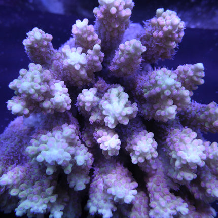 Acropora - Strawberry Shortcake