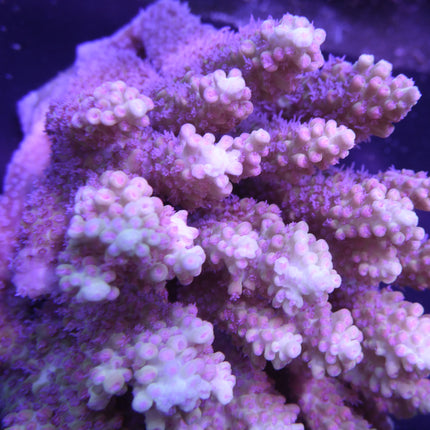 Acropora - Strawberry Shortcake