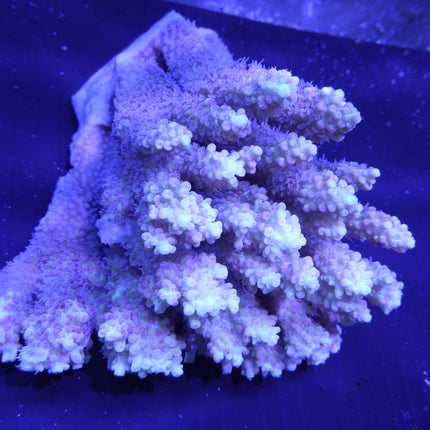 Acropora - Strawberry Shortcake