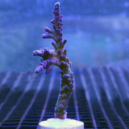 Acropora - Tort - Wasabi