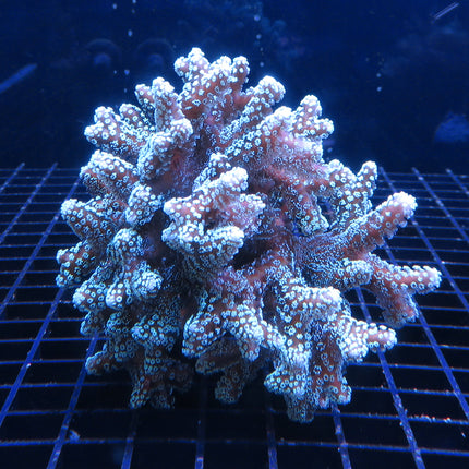 Birdsnest Coral