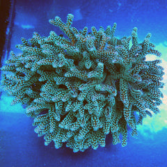 Birdsnest Coral