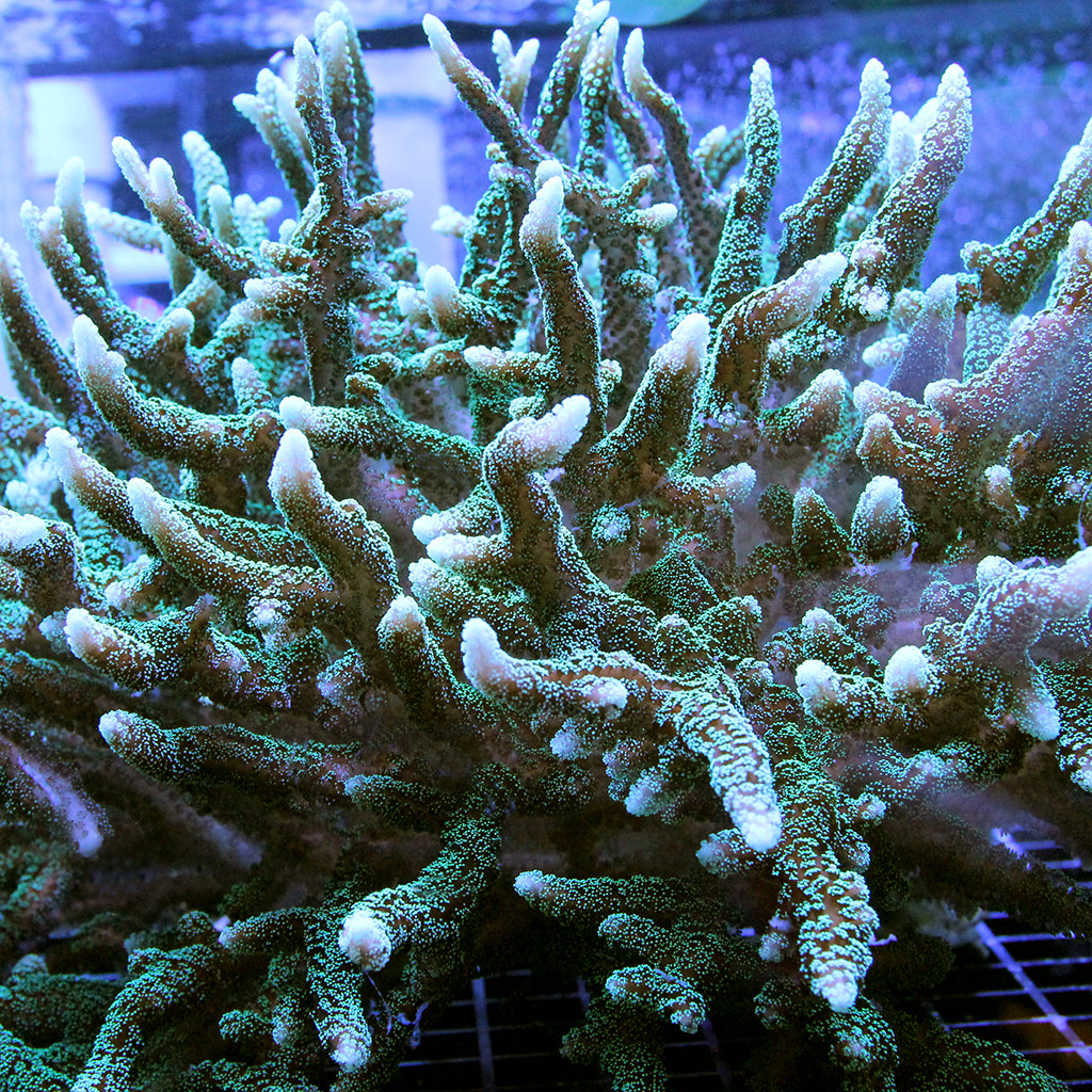 coral reef  71-ybUJAiFL._UF350,350_QL50_.jpg