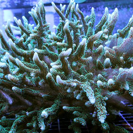 Birdsnest Coral