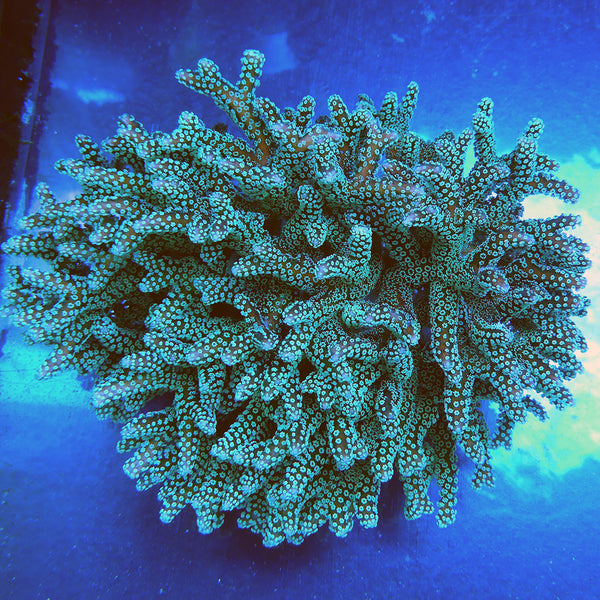 coral reef  Bunster's 25 gallon mixed coral reef tank - January 2016