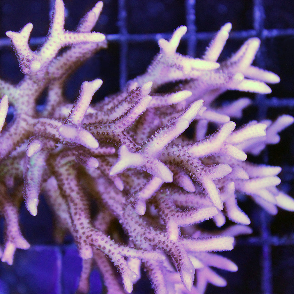 Birdsnest - Pink Hystrix | JLAquatics Canada – J&L Aquatics Ltd.