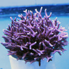 Buy Birdsnest - Pink Hystrix in Canada Seriatopora hystrix - J&L Aquatcs