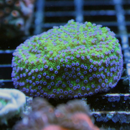 Montipora - Blueberry Cheesecake