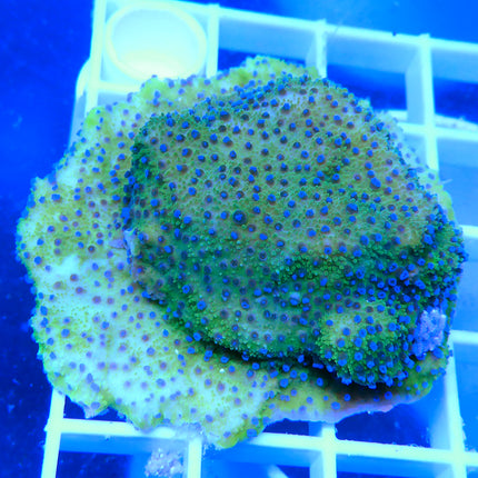 Montipora - Blueberry Cheesecake