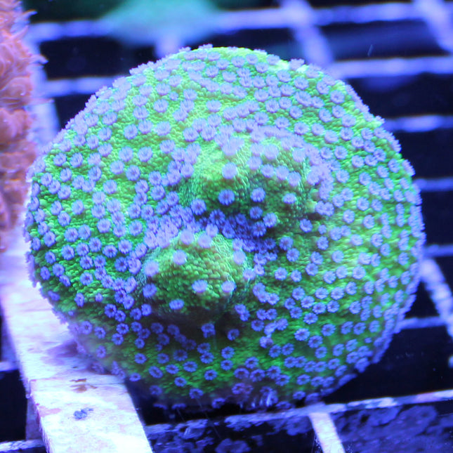 Montipora - Blueberry Cheesecake