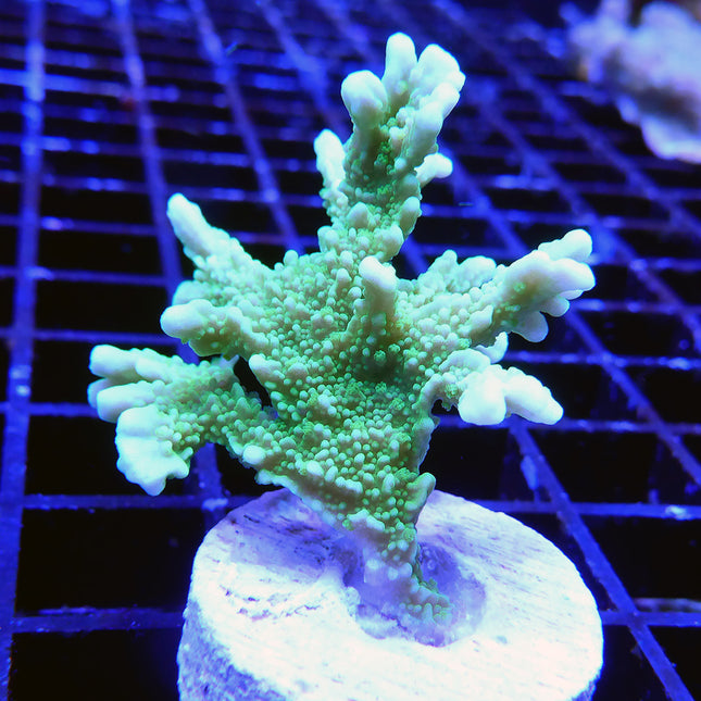 Montipora - Elkhorn