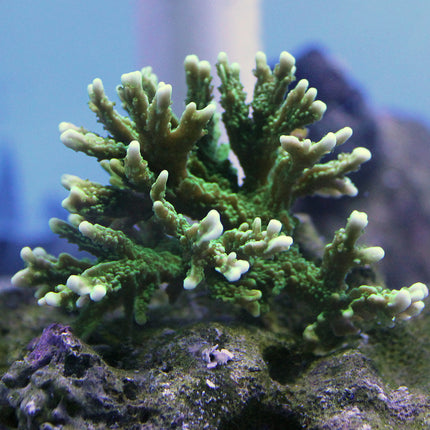 Montipora - Elkhorn