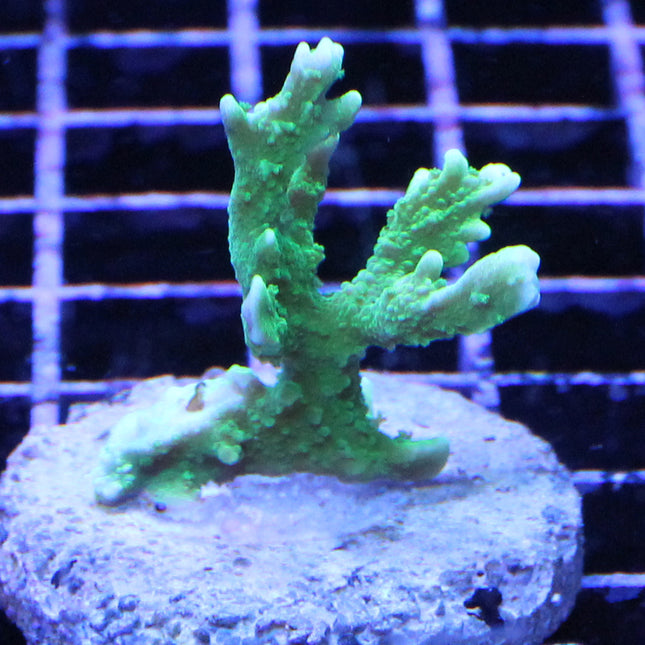 Montipora - Elkhorn