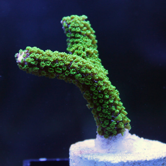 Montipora - Green Digitata