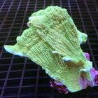 Montipora - Cap - Green