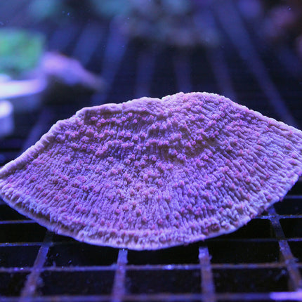 Montipora - Cap - Cherry Bomb