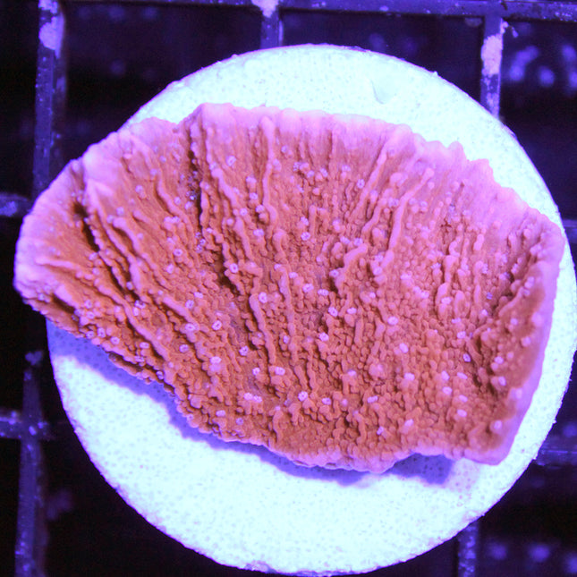 Montipora - Cap - Red