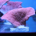 Montipora - Cap - True Pink