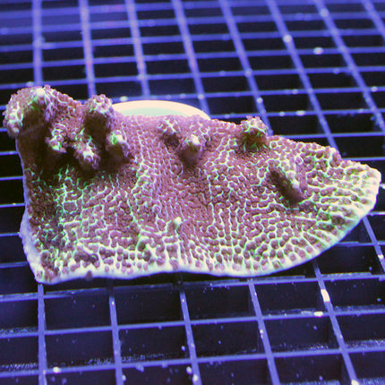 Montipora - Confusa/Spongodes